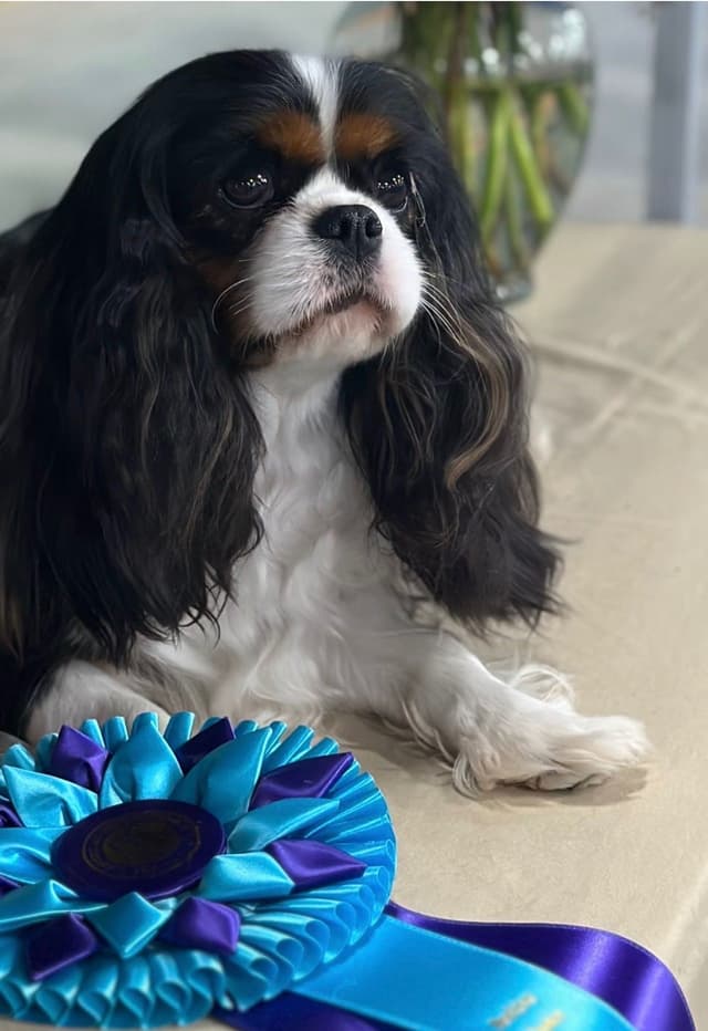 Akc CH Cavalier King Charles Spaniel Puppies media 25