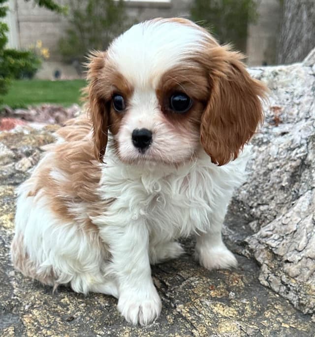 Akc CH Cavalier King Charles Spaniel Puppies media 27