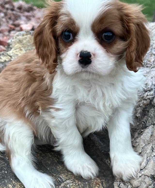 Akc CH Cavalier King Charles Spaniel Puppies media 28