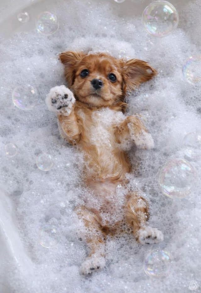 Cavalier King Charles Spaniel Puppies media 2