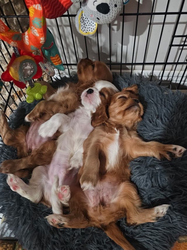 Cavalier King Charles Spaniel Puppies media 4