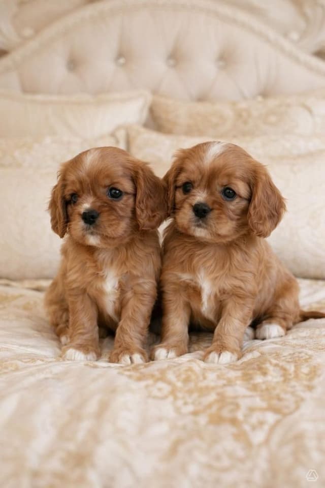 Cavalier King Charles Spaniel Puppies media 3