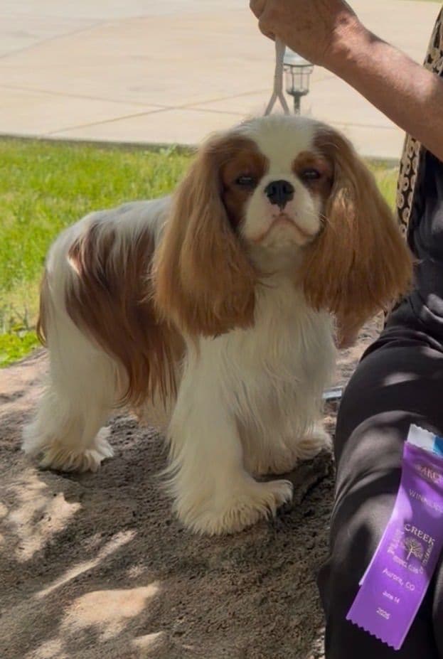 Cavalier King Charles Spaniel Puppies media 5