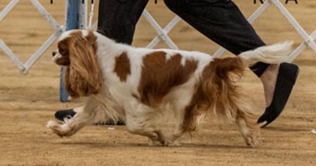 Cavalier King Charles Spaniel Puppies media 6