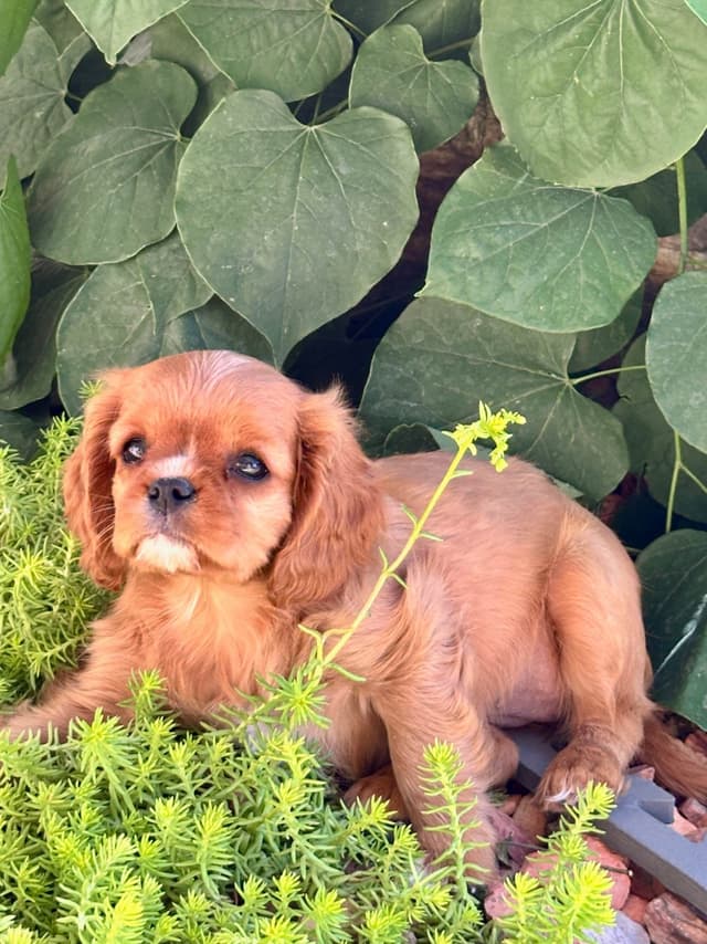 Cavalier King Charles Spaniel Puppies media 8