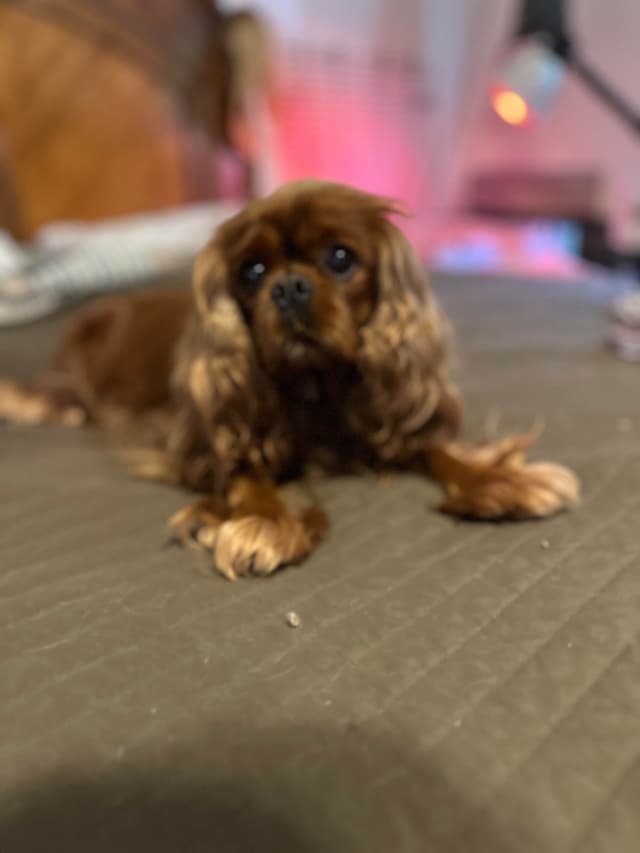 Cavalier King Charles Spaniel Puppies media 10