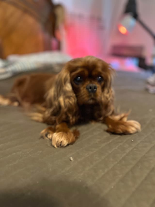 Cavalier King Charles Spaniel Puppies media 9