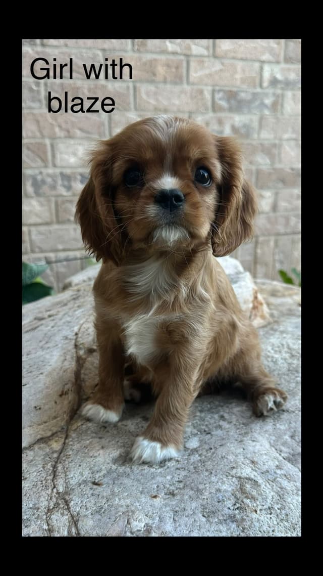 Cavalier King Charles Spaniel Puppies media 11