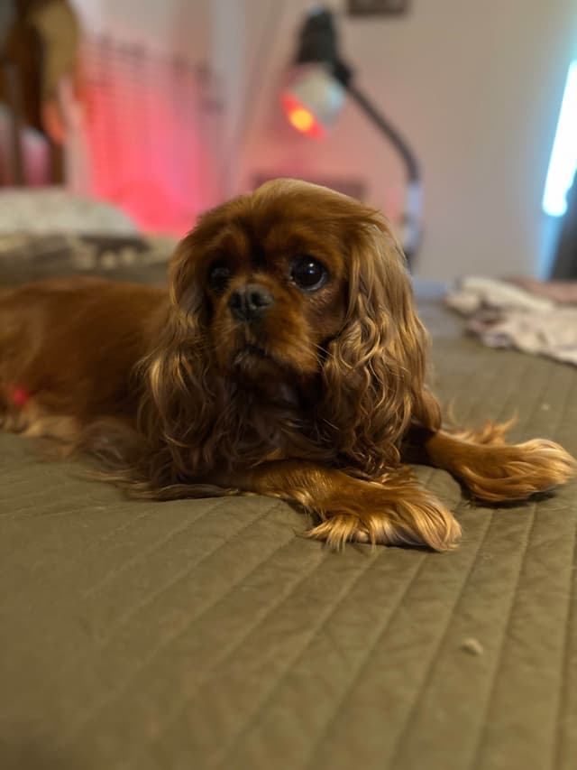 Cavalier King Charles Spaniel Puppies media 13