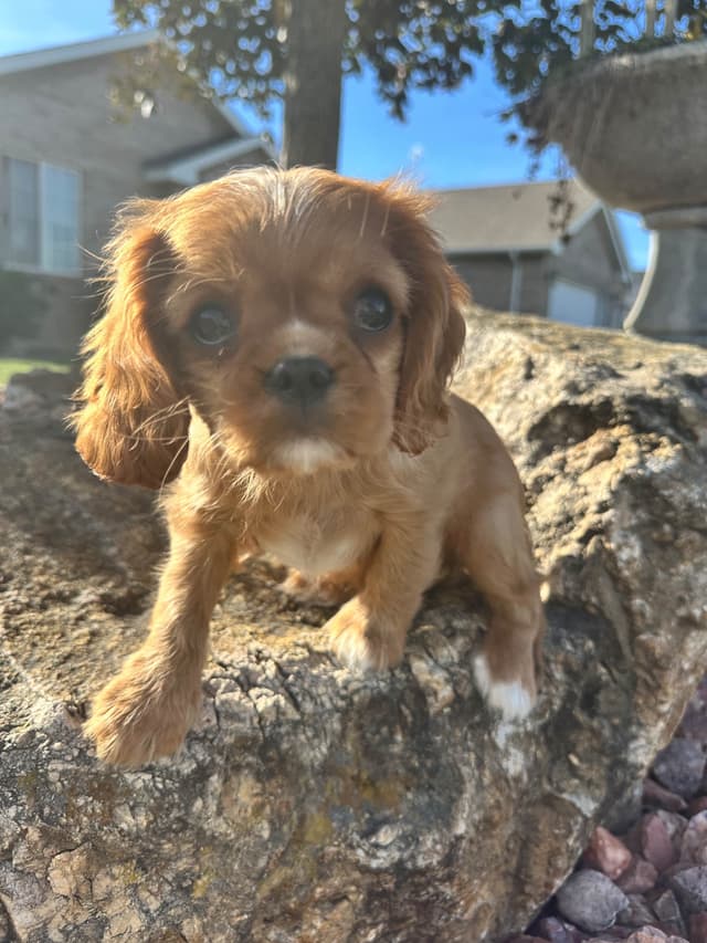 Cavalier King Charles Spaniel Puppies media 12