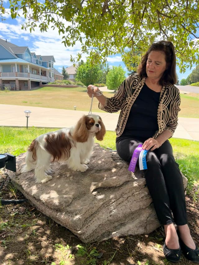 Cavalier King Charles Spaniel Puppies media 14