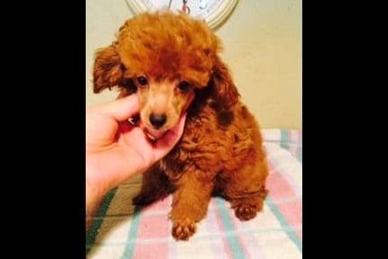 Poodle Puppies breeder image 2