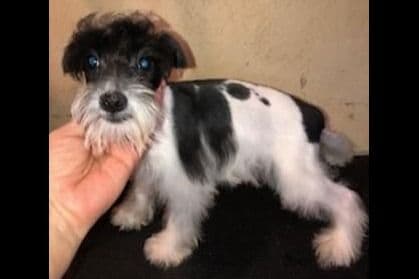 Poodle Puppies breeder image 3