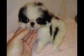Poodle Puppies breeder image 5