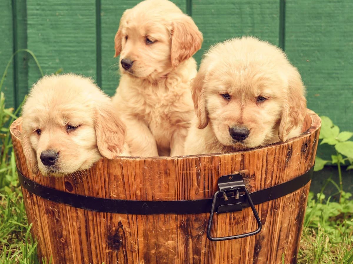 Golden Retriever Puppies breeder image 6