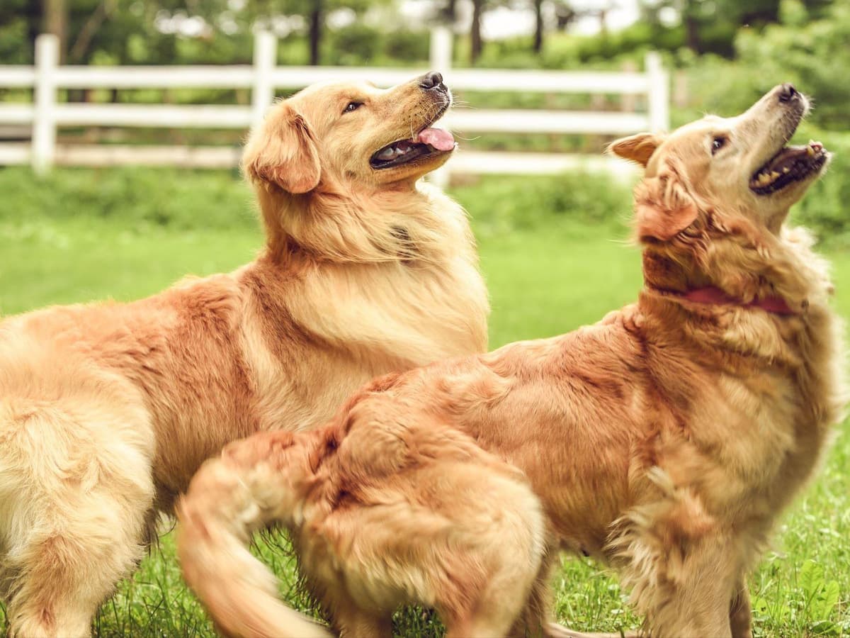 Golden Retriever Puppies breeder image 3