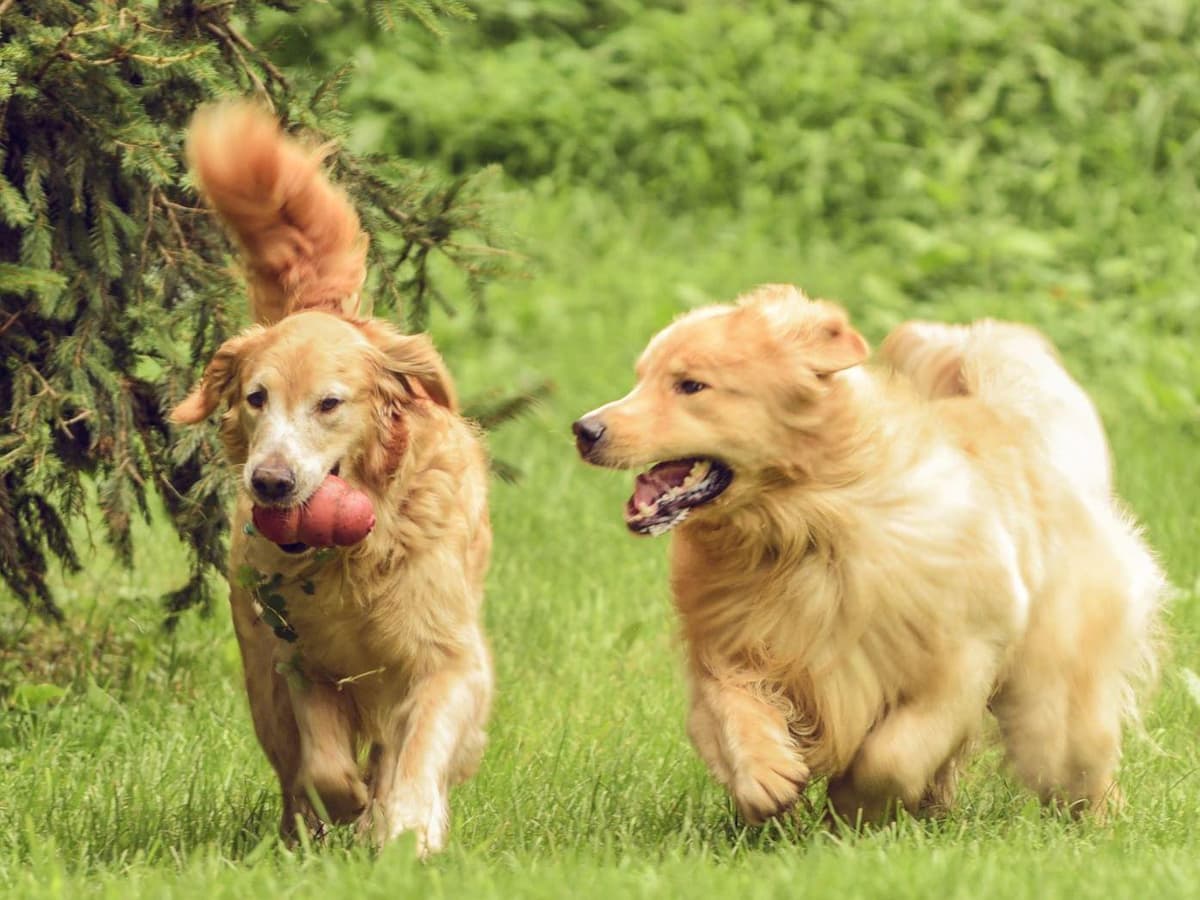 Golden Retriever Puppies breeder image 8