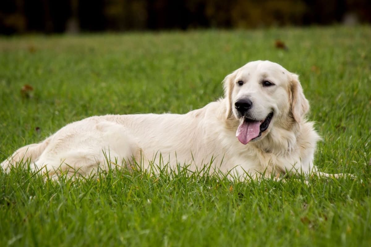 Golden Retriever Puppies breeder image 5