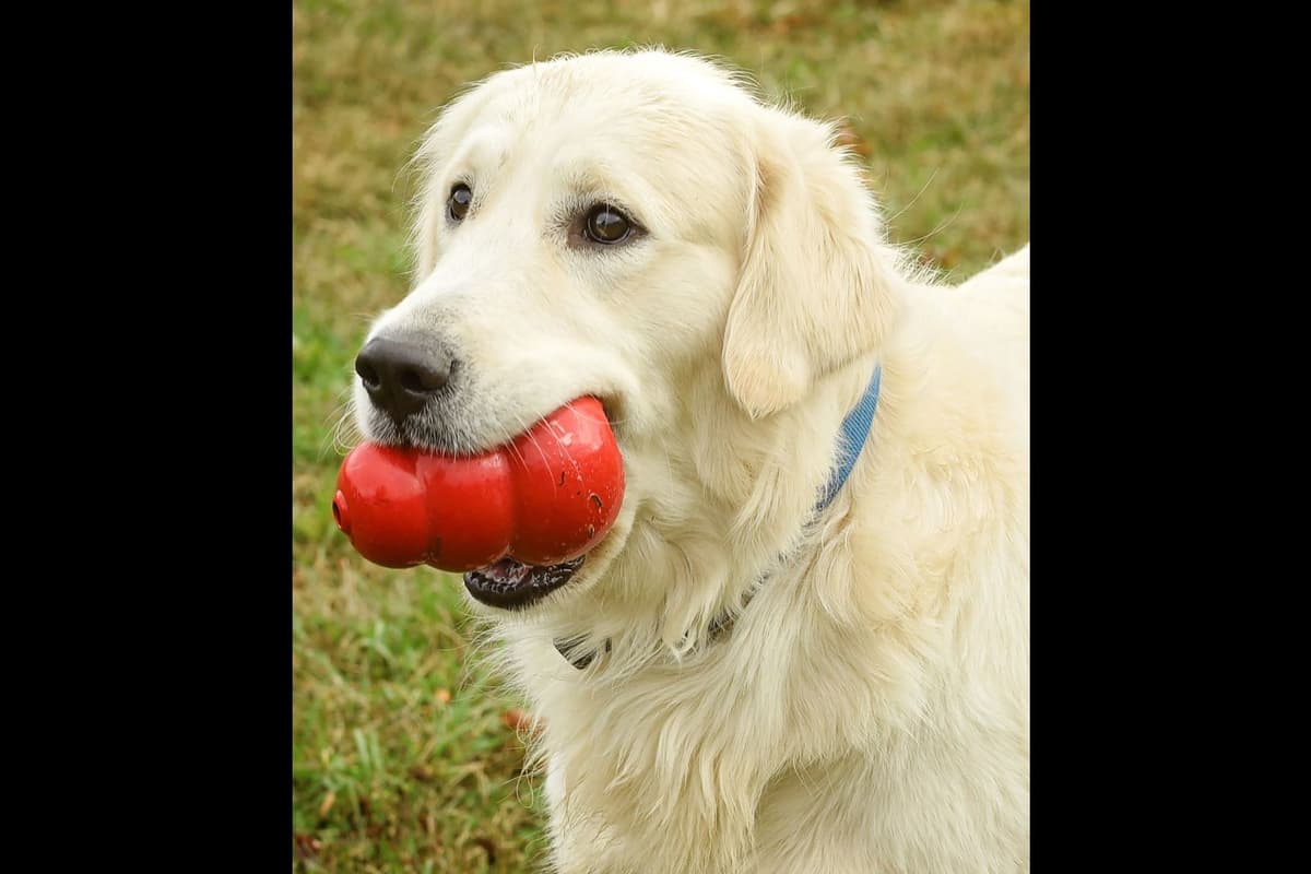 Golden Retriever Puppies breeder image 4