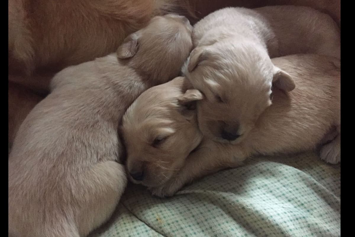 Golden Retriever Puppies breeder image 9