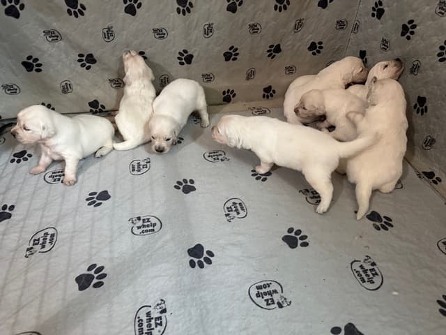 Golden Retriever Puppies media 2