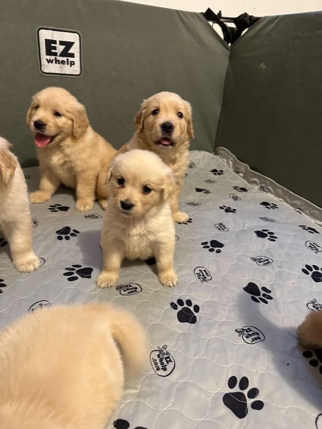 Golden Retriever Puppies media 2