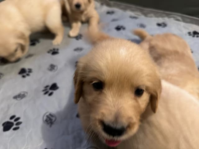 Golden Retriever Puppies media 3