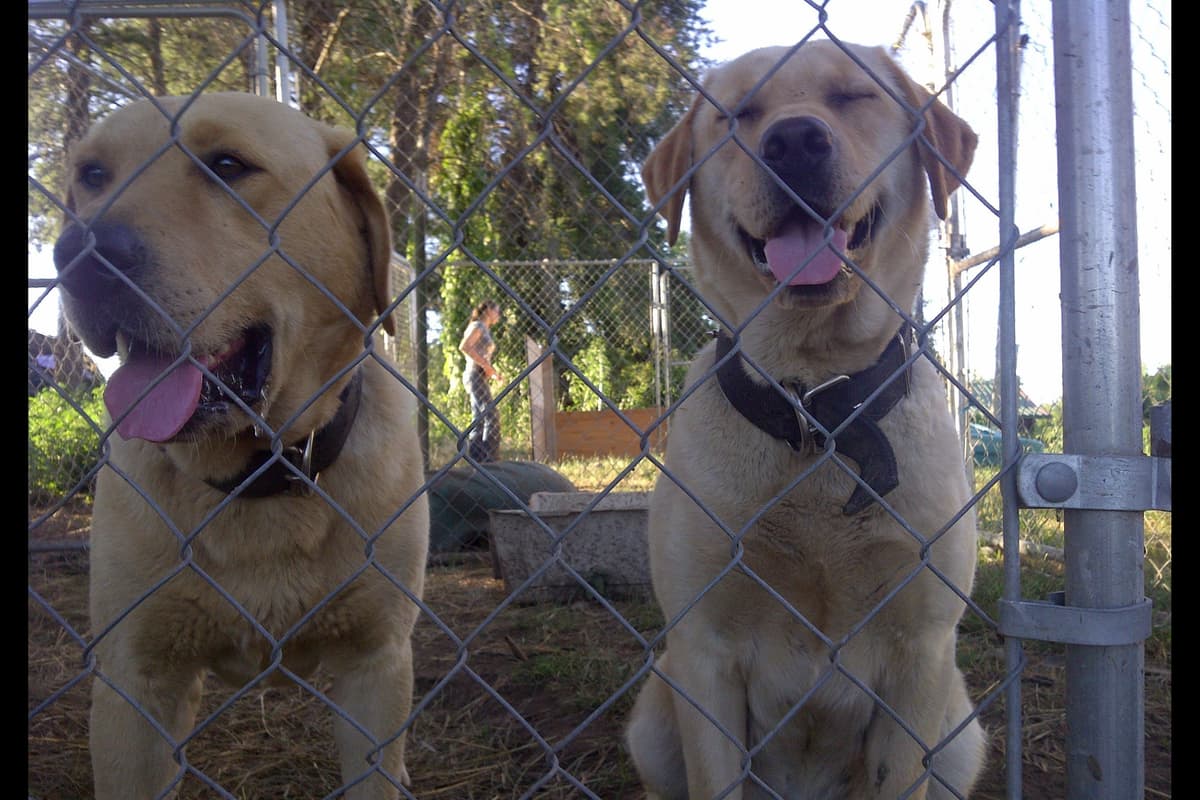 Labrador Retriever Puppies breeder image 4
