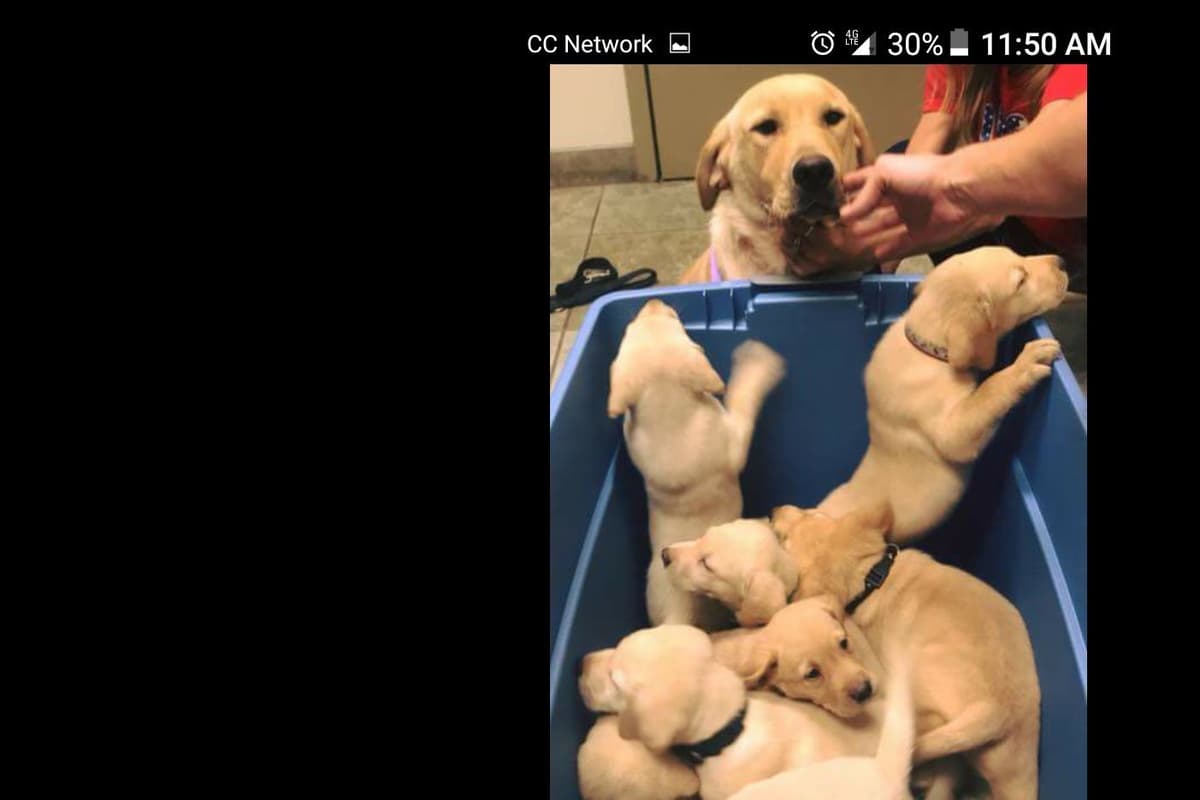 Labrador Retriever Puppies breeder image 5