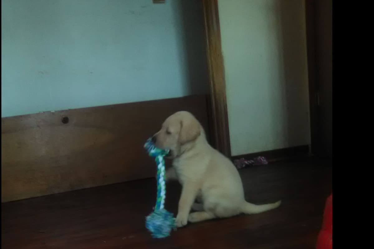 Labrador Retriever Puppies breeder image 6