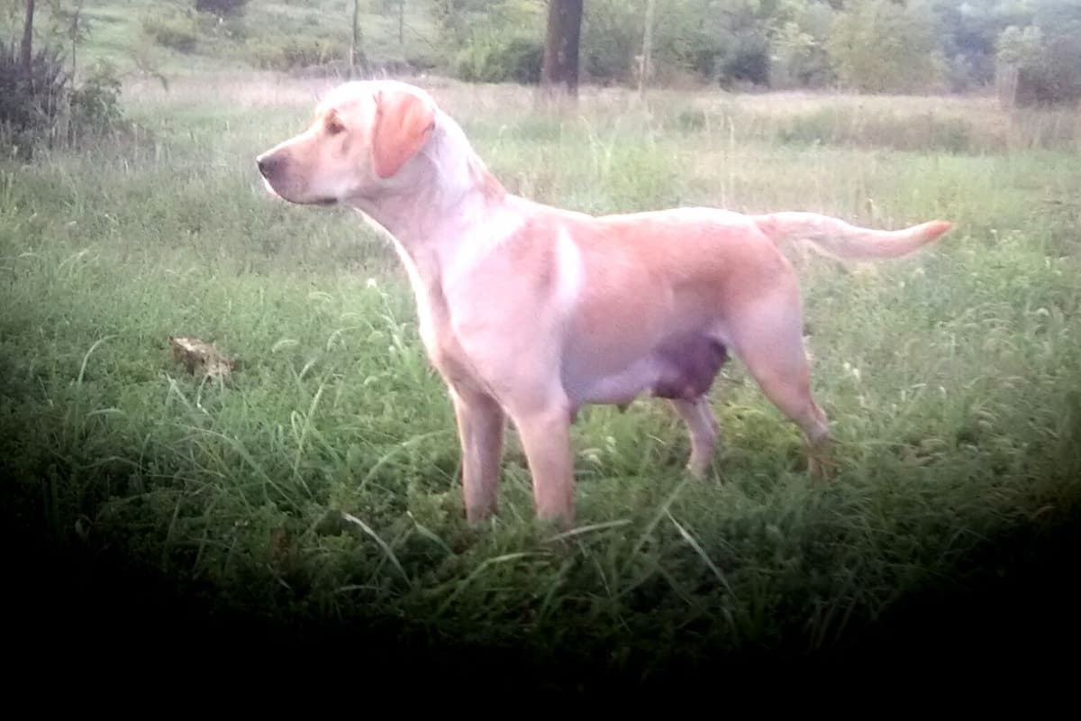 Labrador Retriever Puppies breeder image 3