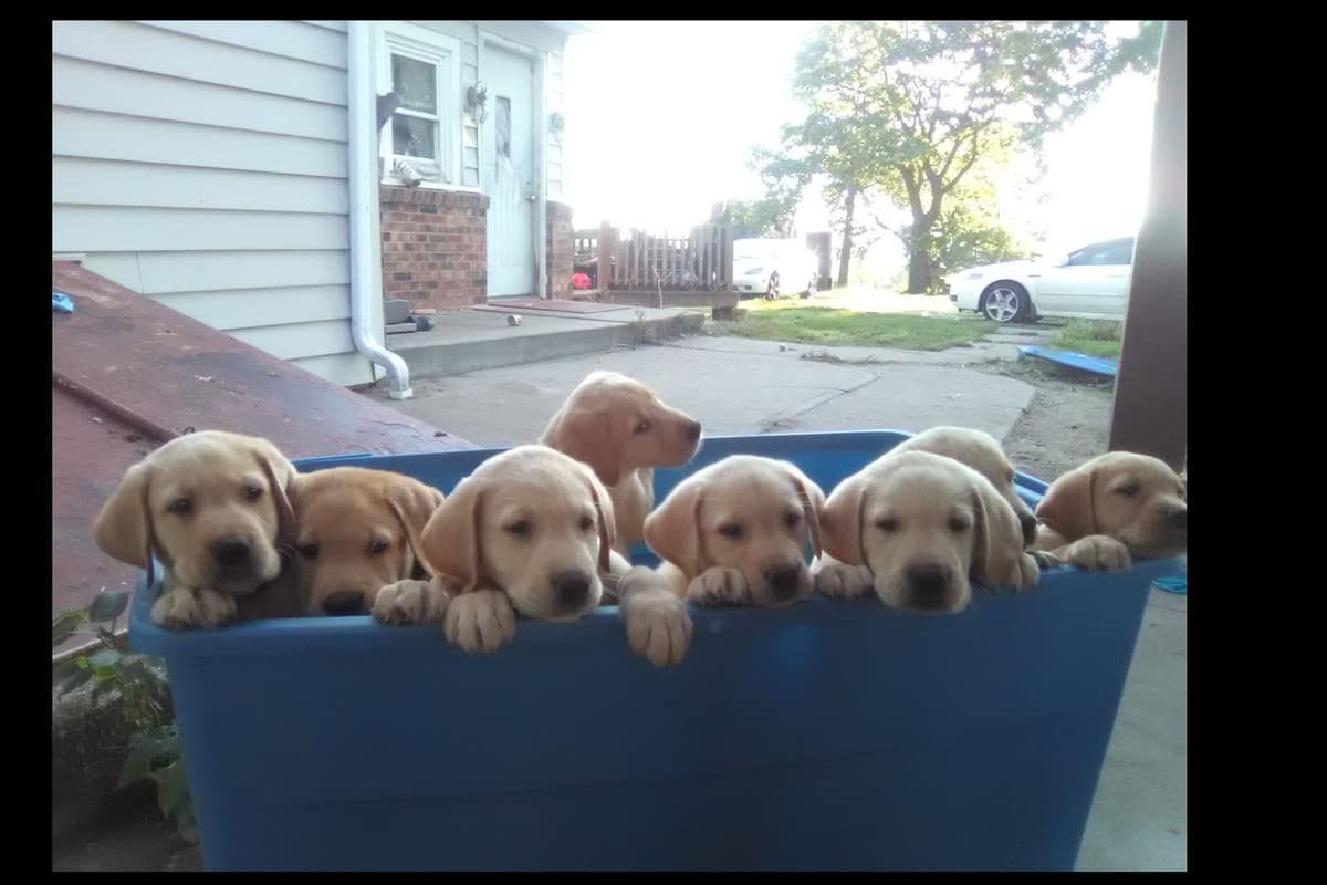 Labrador Retriever Puppies breeder image 1