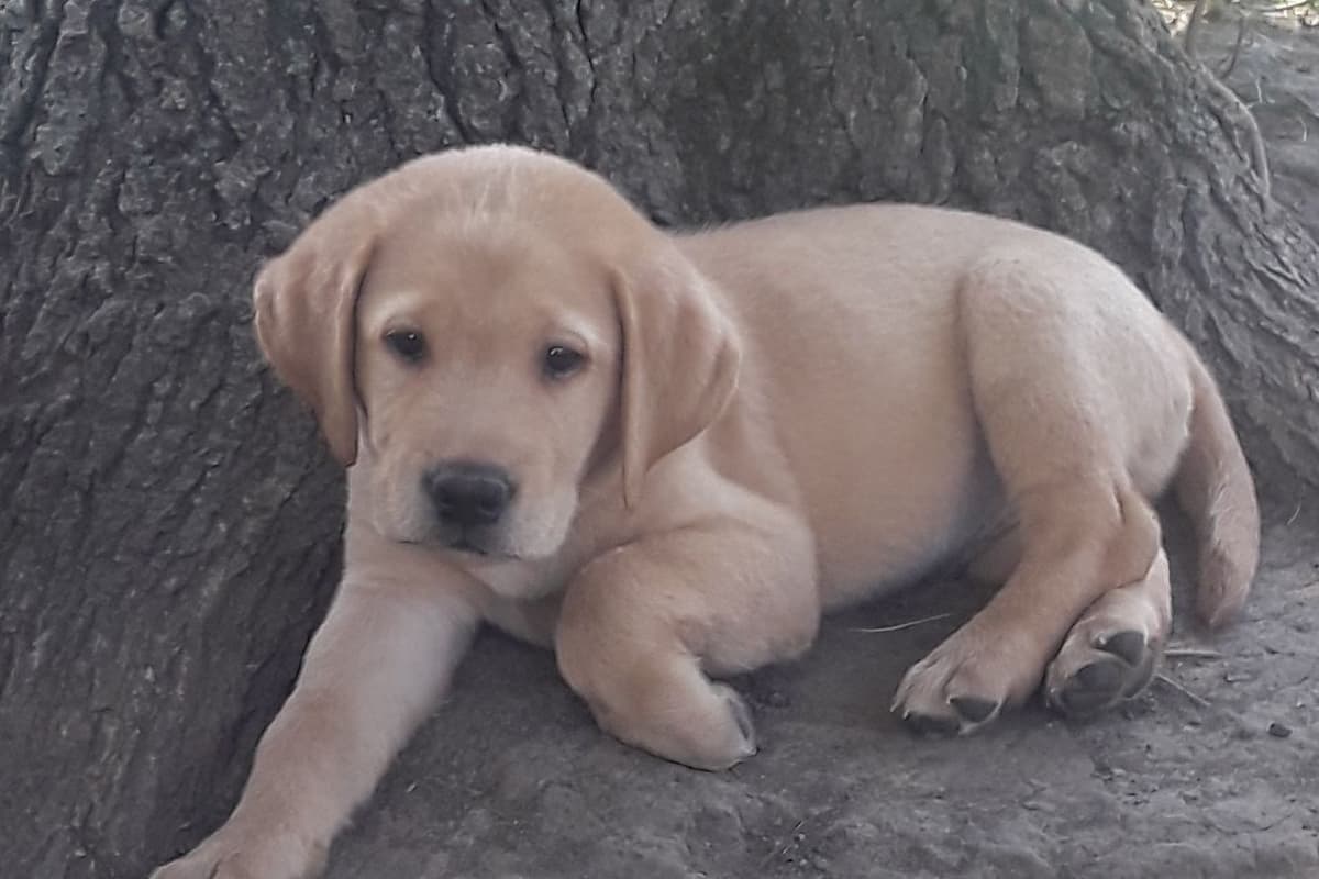Labrador Retriever Puppies breeder image 8