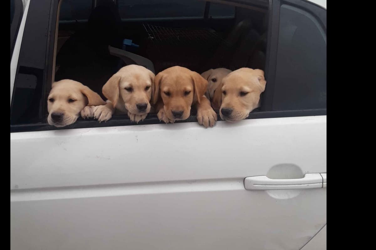 Labrador Retriever Puppies breeder image 9