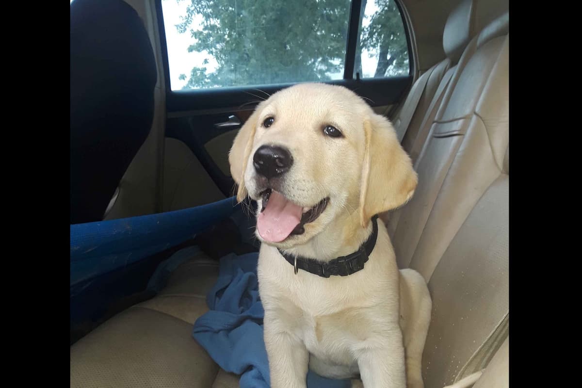 Labrador Retriever Puppies breeder image 10