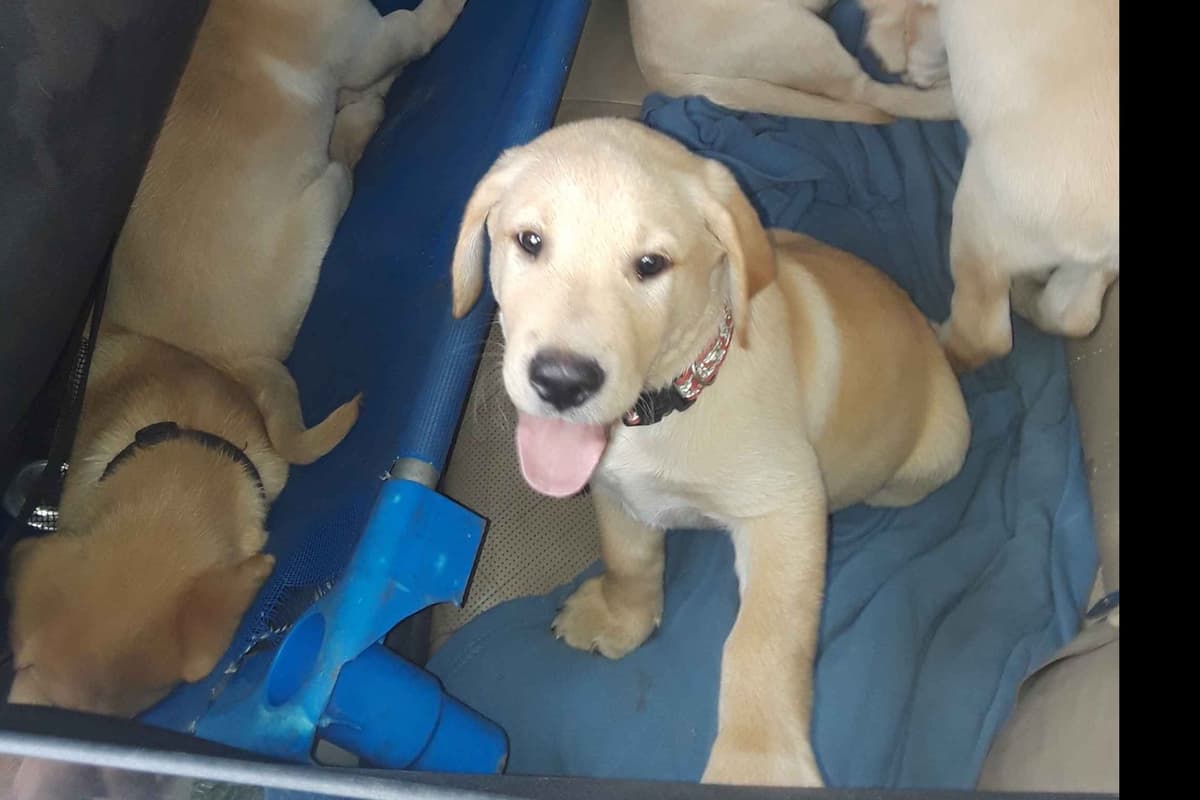 Labrador Retriever Puppies breeder image 11