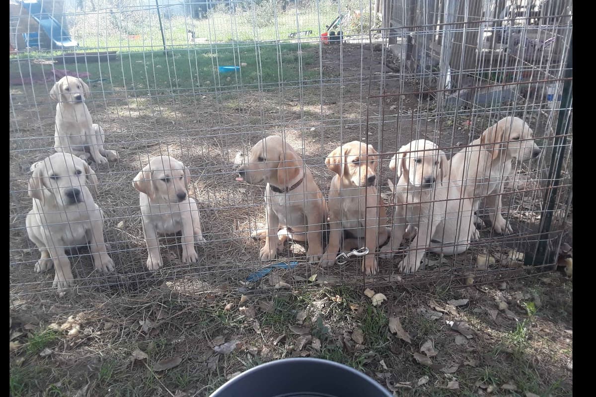 Labrador Retriever Puppies breeder image 2