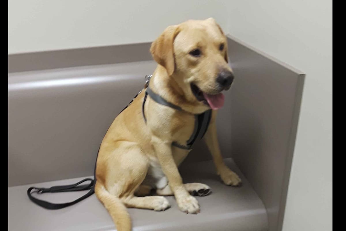 Labrador Retriever Puppies breeder image 12