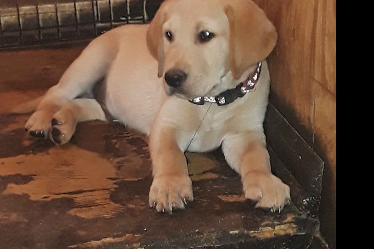 Labrador Retriever Puppies breeder image 13