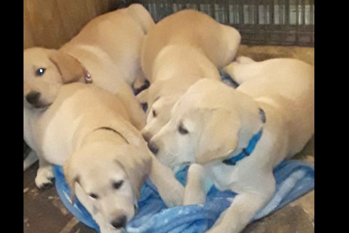 Labrador Retriever Puppies breeder image 14