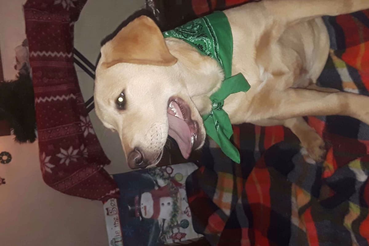 Labrador Retriever Puppies breeder image 18