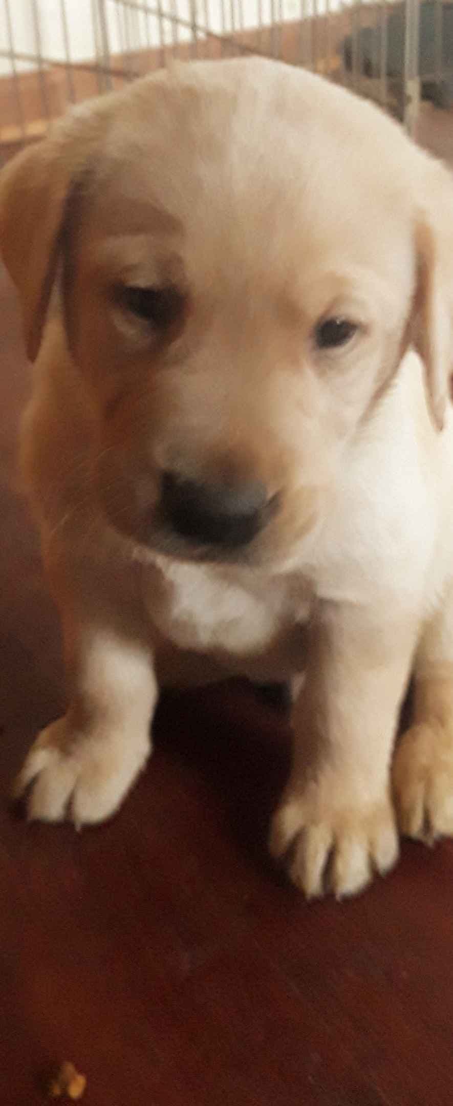 Labrador Retriever Puppies breeder image 21
