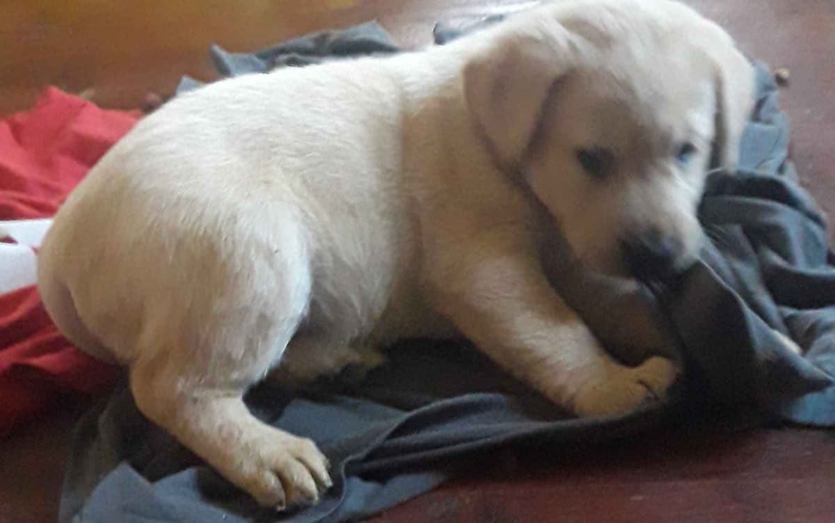 Labrador Retriever Puppies breeder image 23