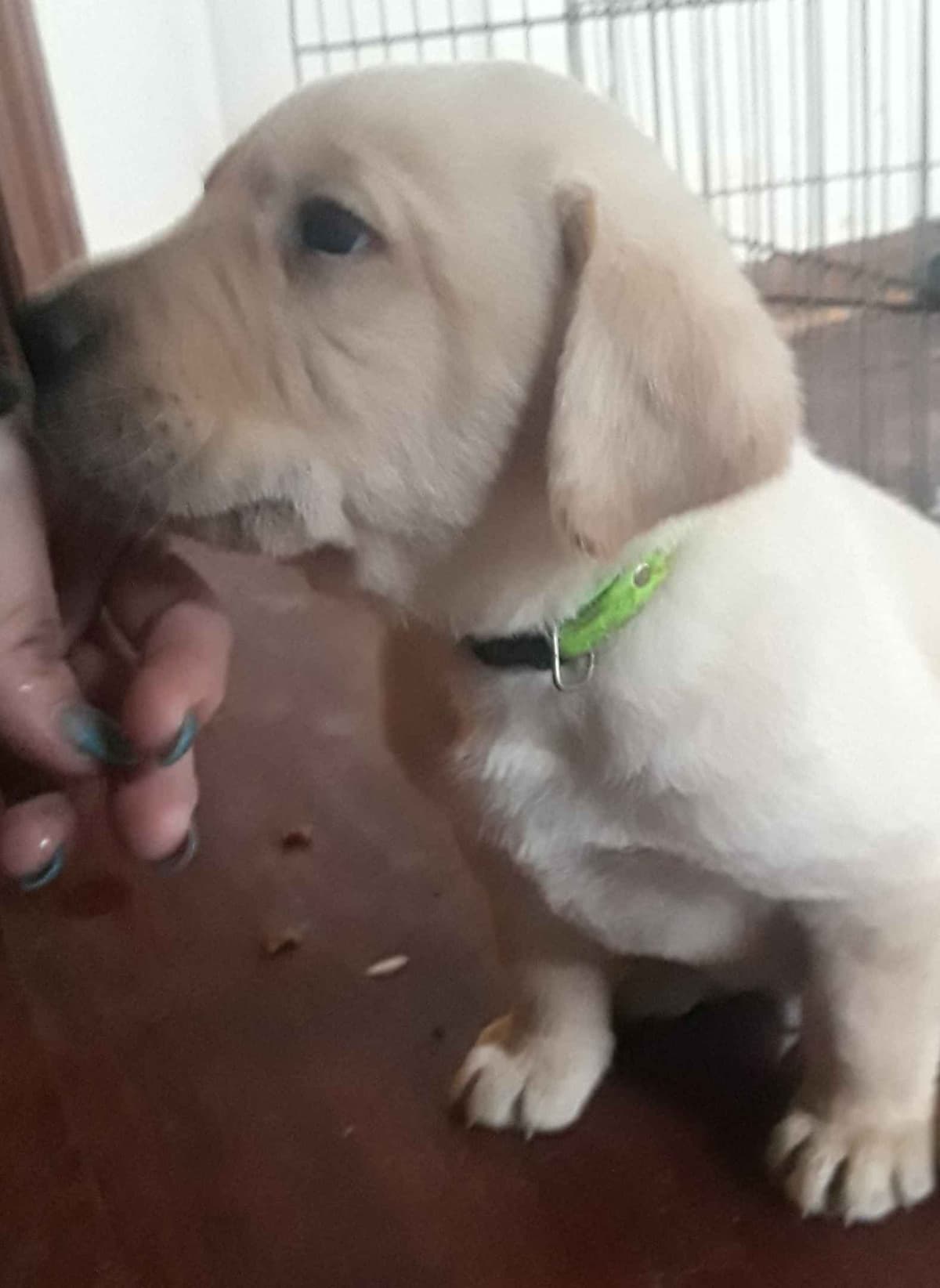 Labrador Retriever Puppies breeder image 24