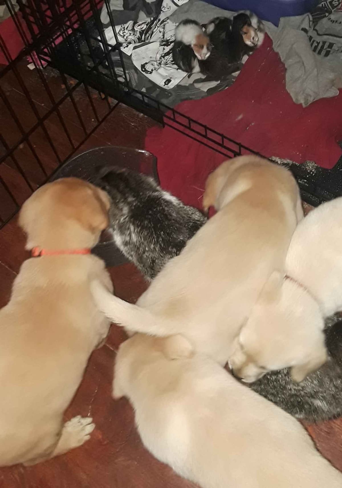 Labrador Retriever Puppies breeder image 25
