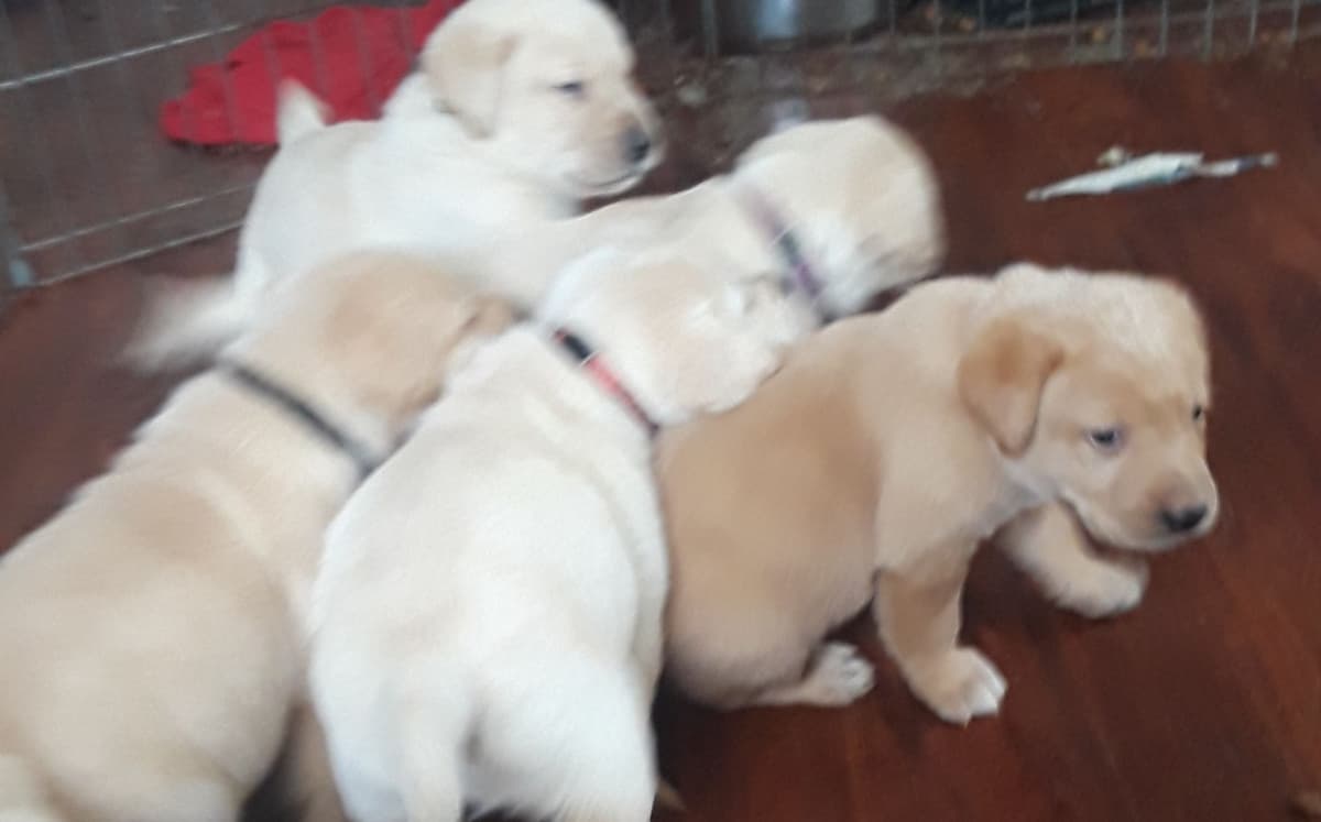 Labrador Retriever Puppies breeder image 27