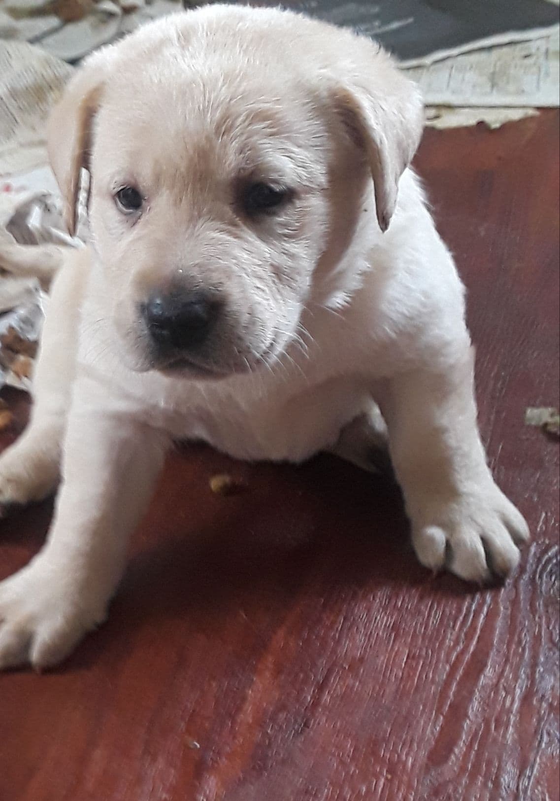 Labrador Retriever Puppies breeder image 28