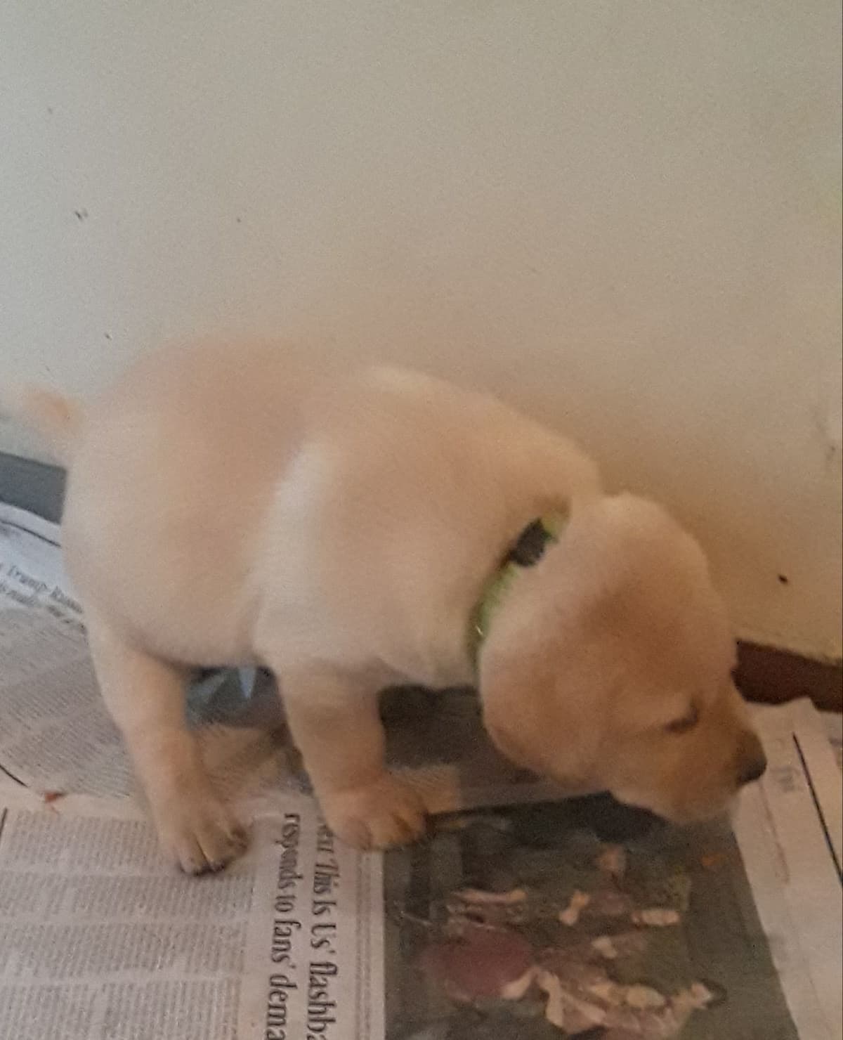 Labrador Retriever Puppies breeder image 29