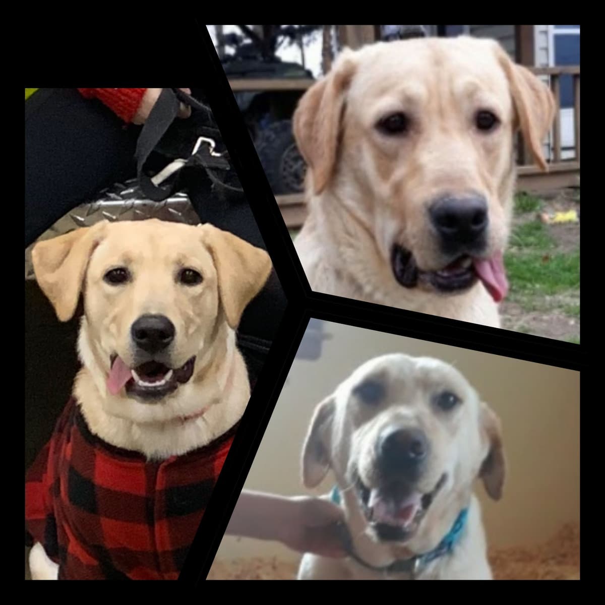 Labrador Retriever Puppies breeder image 32