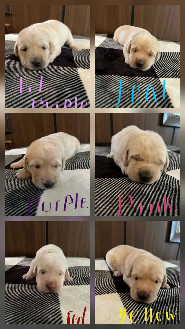Labrador Retriever Puppies media 3